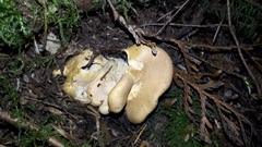 Cantharellus