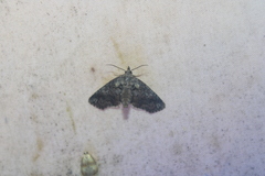 Paectes abrostoloides