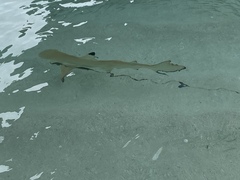Carcharhinus melanopterus