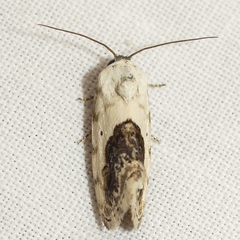Ponometia erastrioides