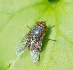 Calliphora hilli