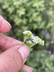 Parthenium bipinnatifidum
