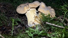 Cantharellus
