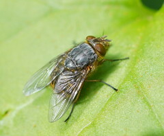 Calliphora hilli