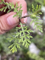 Parthenium bipinnatifidum