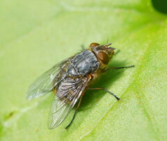 Calliphora hilli