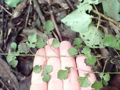 Streblus heterophyllus