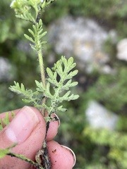 Parthenium bipinnatifidum