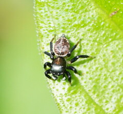 Maratus