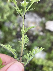 Parthenium bipinnatifidum