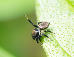 Maratus
