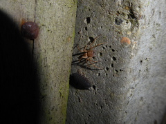 Anyphaena