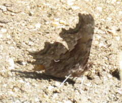 Polygonia gracilis
