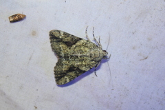 Catocala micronympha