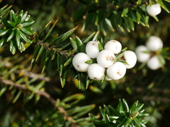 Leptecophylla robusta