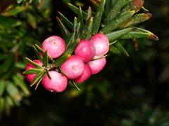 Leptecophylla robusta
