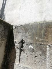 Sceloporus torquatus