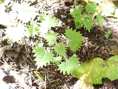 Urtica sykesii