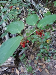 Viburnum setigerum