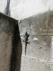 Sceloporus torquatus