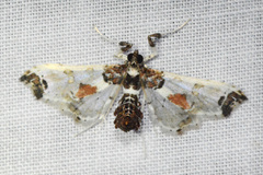 Neoleucinodes elegantalis