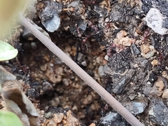 Novomessor albisetosus