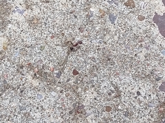 Novomessor albisetosus