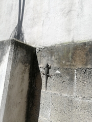 Sceloporus torquatus