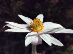 Knowltonia tenuifolia