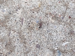 Novomessor albisetosus