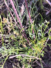 Knowltonia tenuifolia