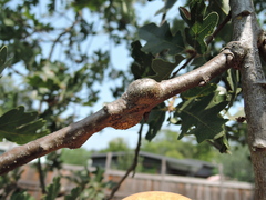 Andricus chrysolepidicola