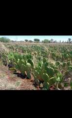 Opuntia orbiculata