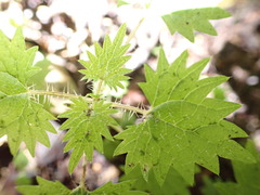 Urtica sykesii