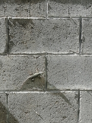 Sceloporus torquatus