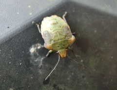 Acanthosoma firmatum