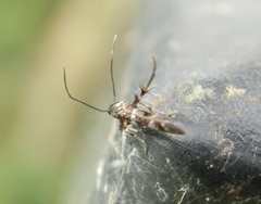 Scythrididae