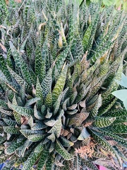 Asphodeloideae