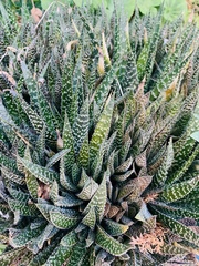 Asphodeloideae