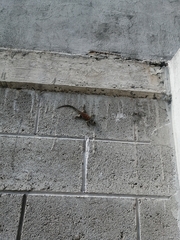 Sceloporus torquatus