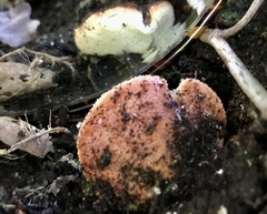 Fistulina hepatica