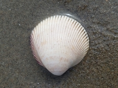 Dallocardia quadragenaria