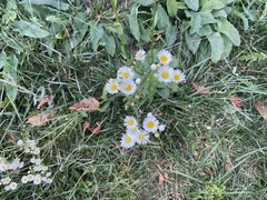 Erigeron annuus