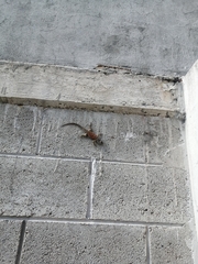 Sceloporus torquatus