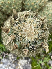 Coryphantha erecta