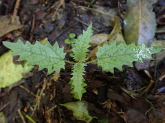 Urtica ferox