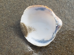 Dallocardia quadragenaria