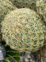 Coryphantha erecta