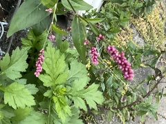 Persicaria longiseta
