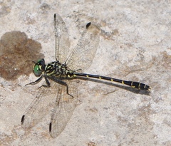 Stylogomphus albistylus